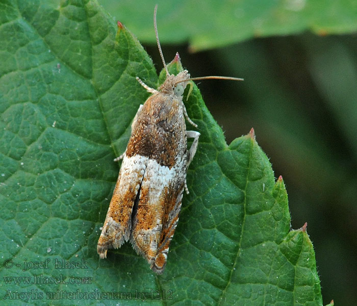 Ancylis mitterbacheriana Серпокрыльница дубовая Eksikelvecklare