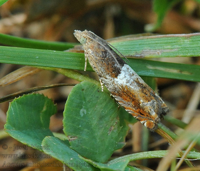 Obaľovač Mitterbacherov Ancylis mitterbacheriana