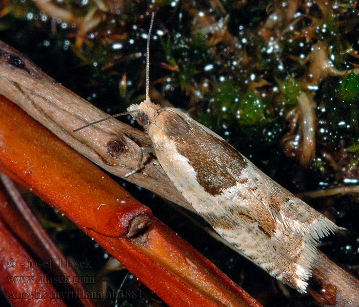 Ancylis myrtillana Obaľovač hôrny Листовертка черничная