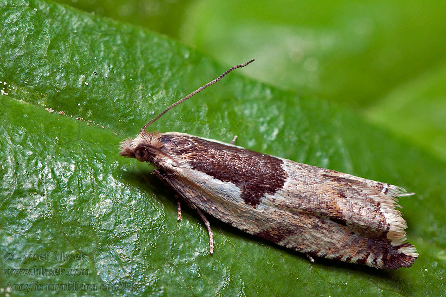 Obaľovač hôrny Ancylis myrtillana