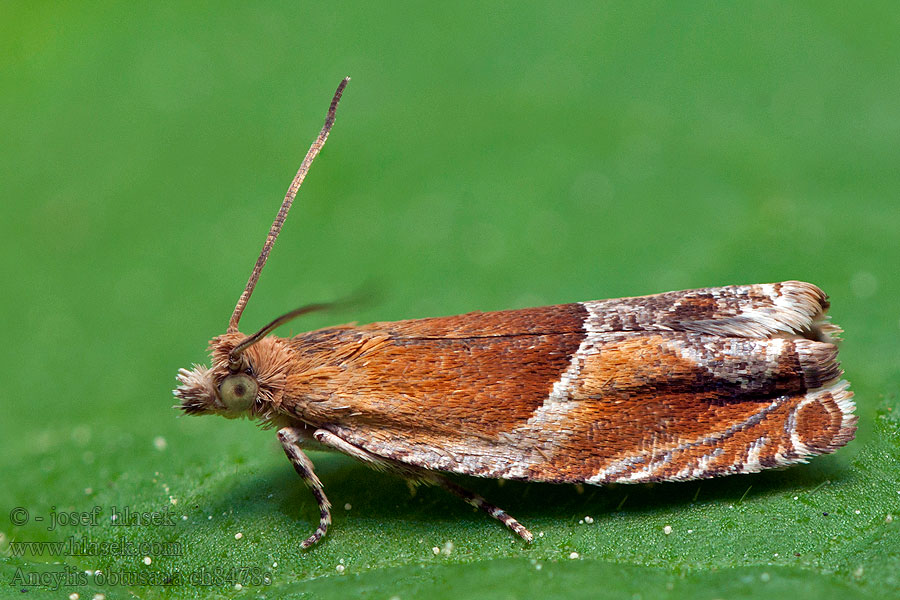 Ancylis obtusana Rossige haakbladroller Trubbsikelvecklare