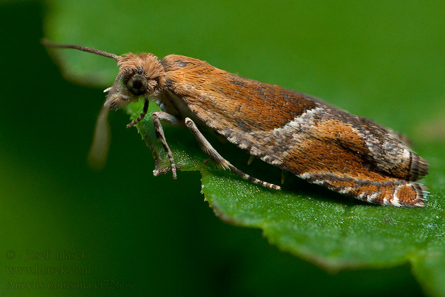 Ancylis obtusana Small Buckthorn Roller Obaľovač rešetliakový