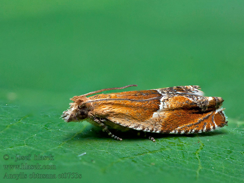 Small Buckthorn Roller Ancylis obtusana