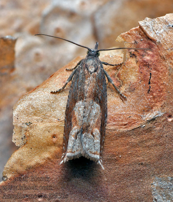 Ancylis uncella