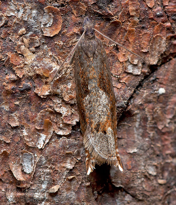 Ancylis uncella