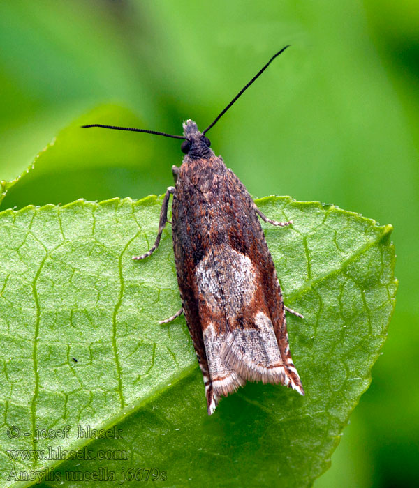 Gråfläcksikelvecklare Ancylis uncella