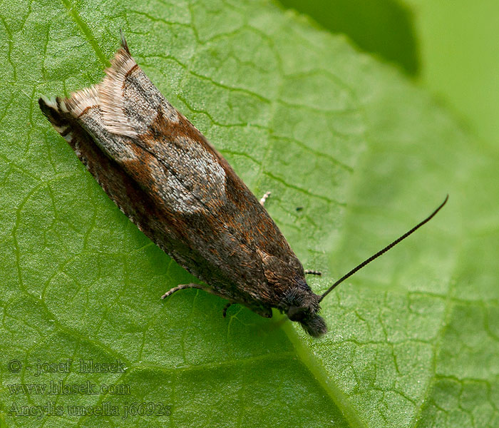 Heidehaakbladroller Ancylis uncella