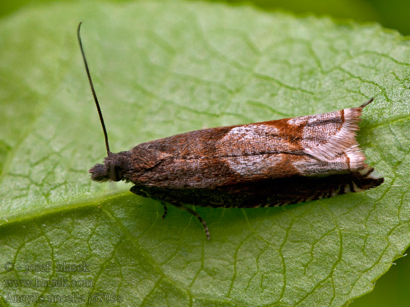 Heidehaakbladroller Gråfläcksikelvecklare Ancylis uncella