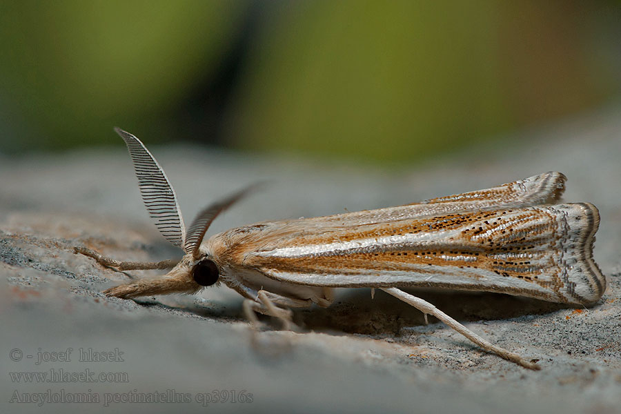 Ancylolomia pectinatellus Fésűscsápú csőrösmoly