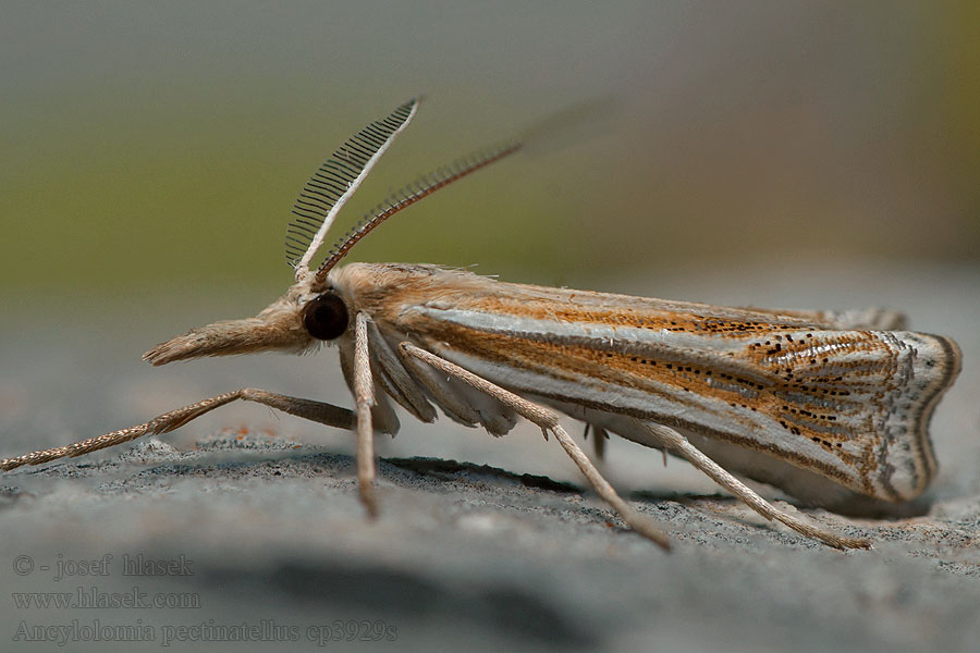 Ancylolomia pectinatellus Fésűscsápú csőrösmoly