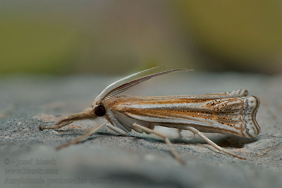 Ancylolomia pectinatellus Fésűscsápú csőrösmoly