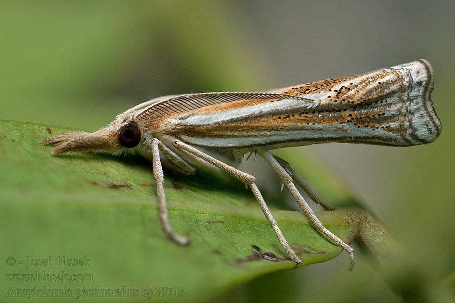 Ancylolomia pectinatellus