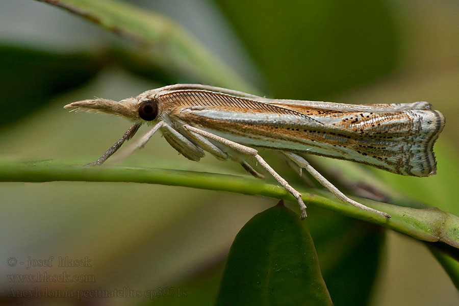 Fésűscsápú csőrösmoly Ancylolomia pectinatellus