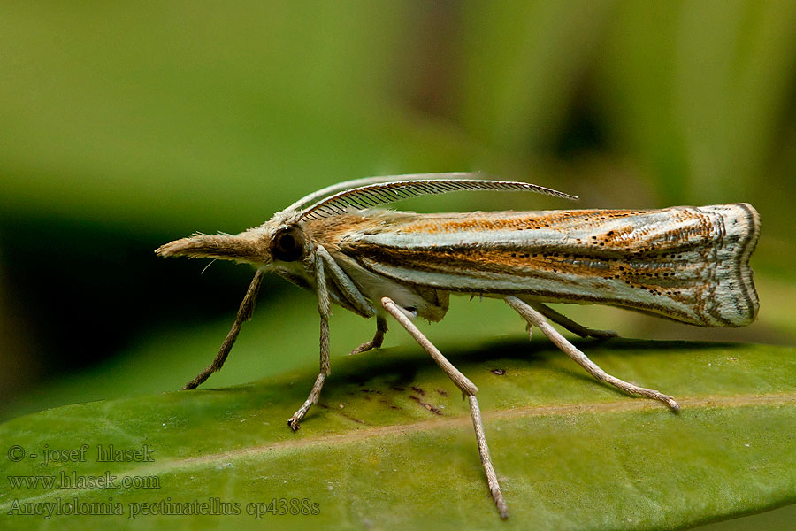 Ancylolomia pectinatellus