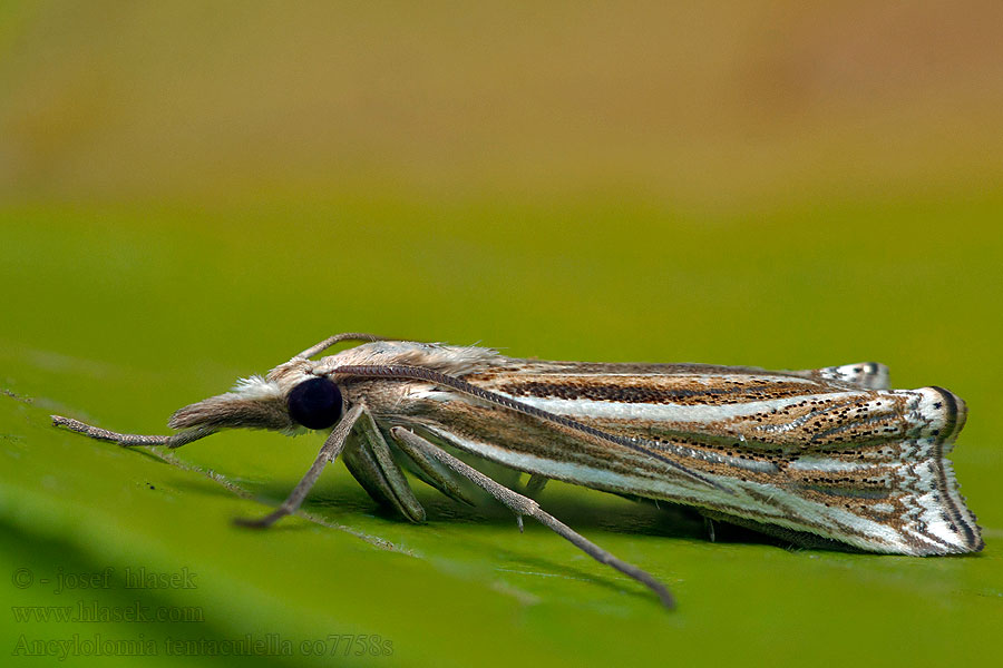 Ancylolomia tentaculella