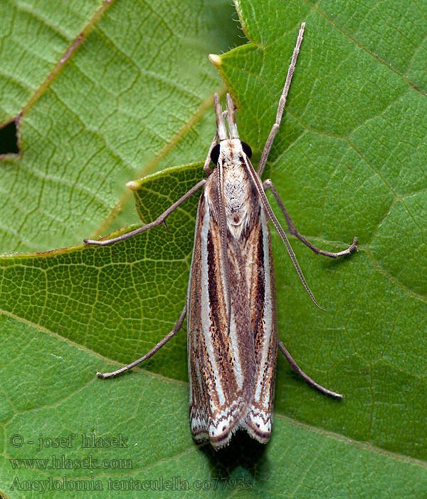 Ancylolomia tentaculella