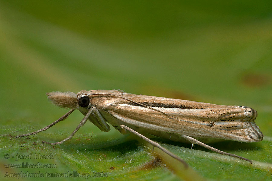 Ancylolomia tentaculella