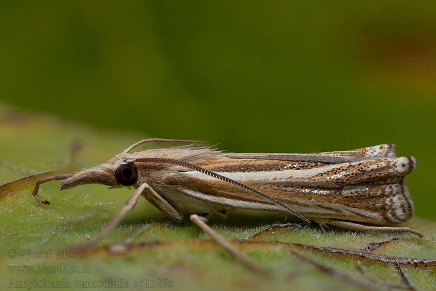 Ancylolomia tentaculella