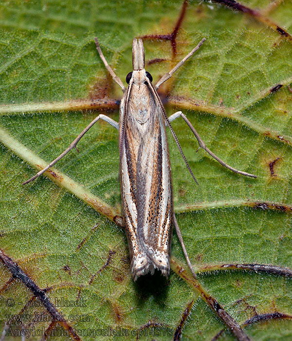 Ancylolomia tentaculella