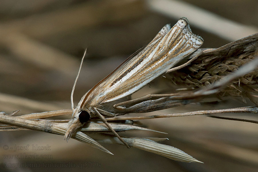 Ancylolomia tentaculella