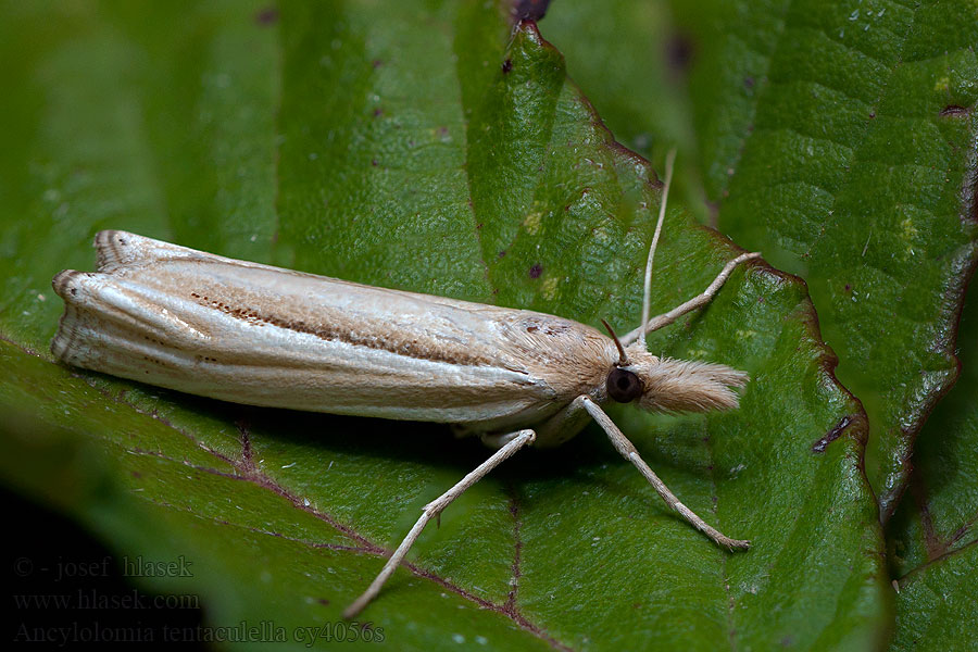 Ancylolomia tentaculella