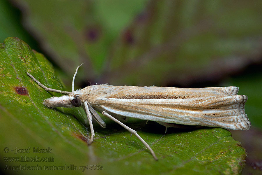 Ancylolomia tentaculella