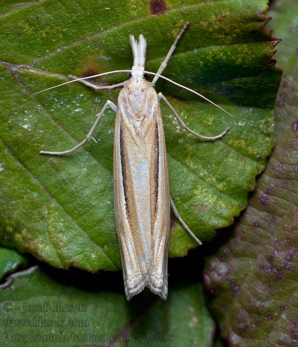 Ancylolomia tentaculella