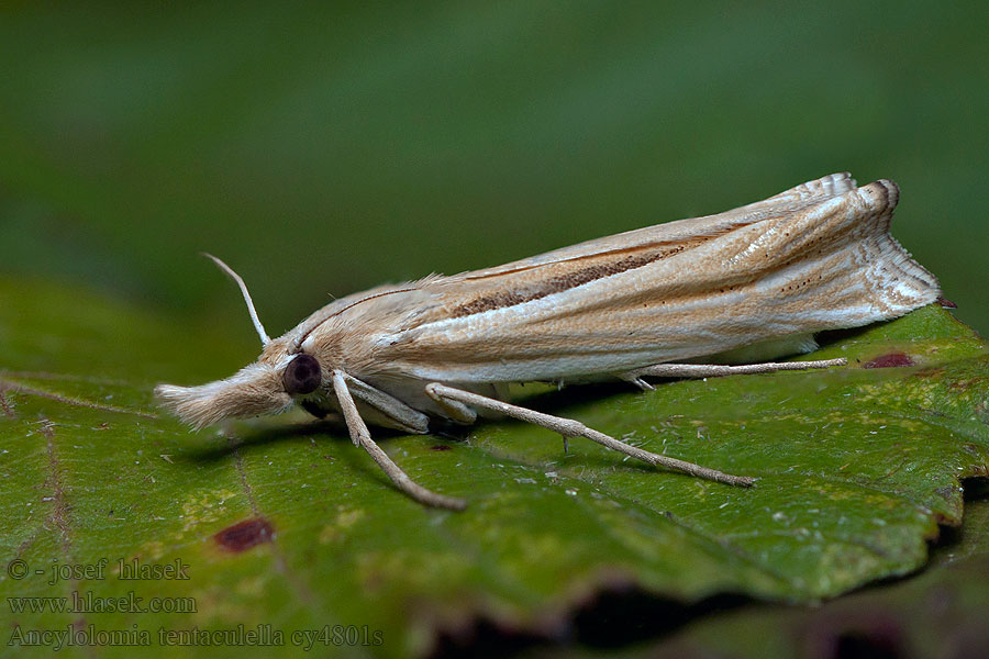 Ancylolomia tentaculella