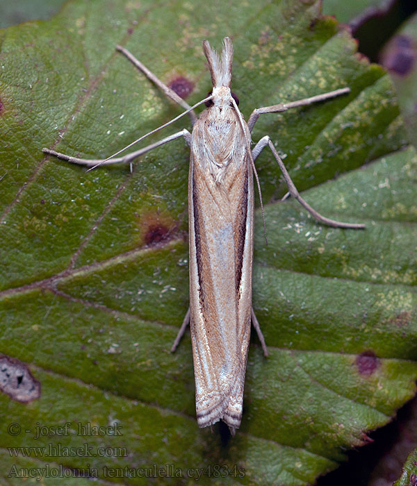 Ancylolomia tentaculella