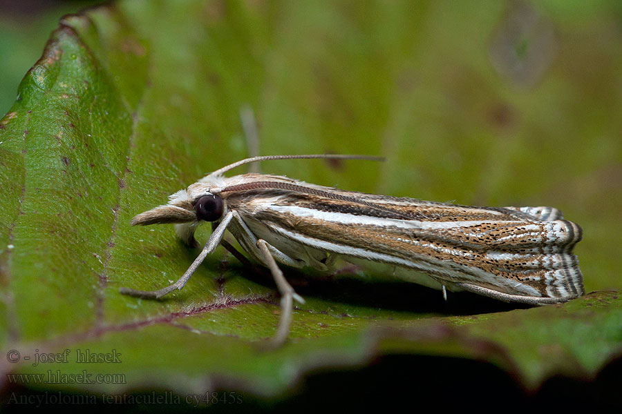 Ancylolomia tentaculella