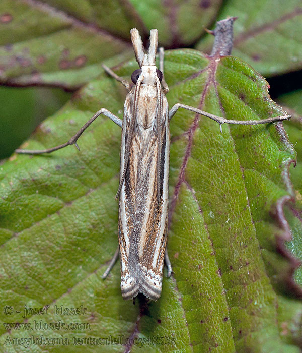 Ancylolomia tentaculella