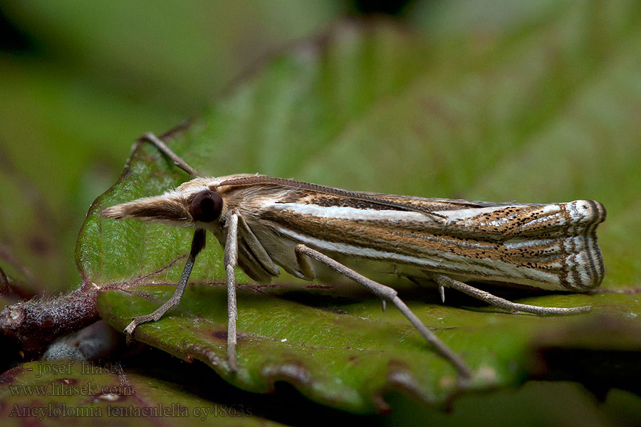 Ancylolomia tentaculella