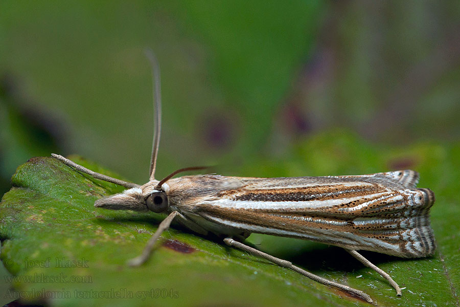 Ancylolomia tentaculella