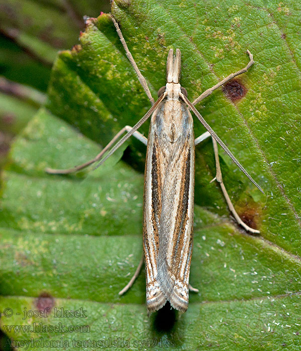 Ancylolomia tentaculella