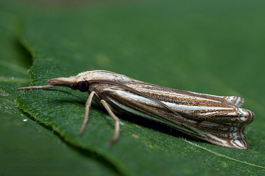 Ancylolomia tentaculella