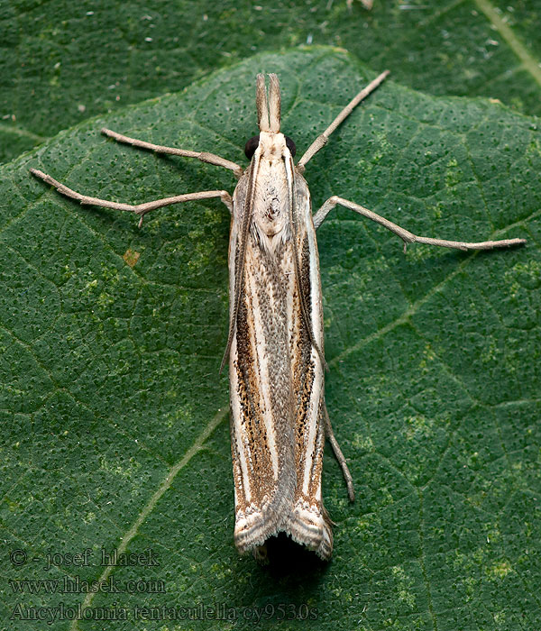 Ancylolomia tentaculella