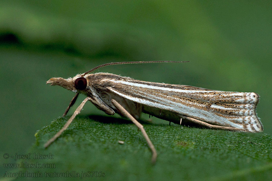 Ancylolomia tentaculella