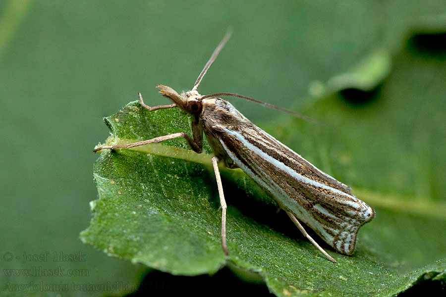 Ancylolomia tentaculella