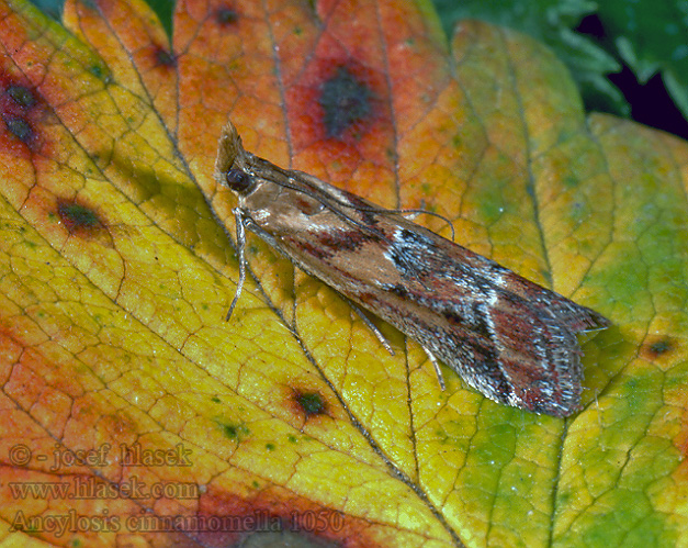 Travařík stepní Ancylosis cinnamomella