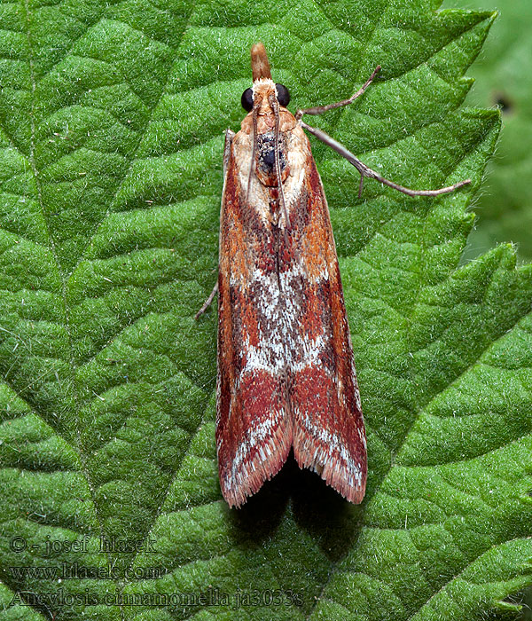 Ancylosis cinnamomella