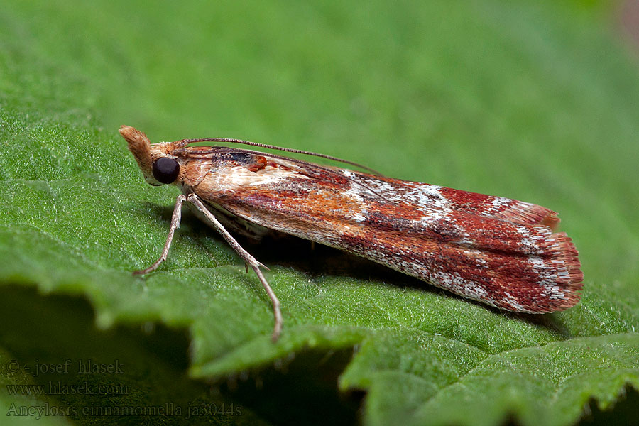 Ancylosis cinnamomella