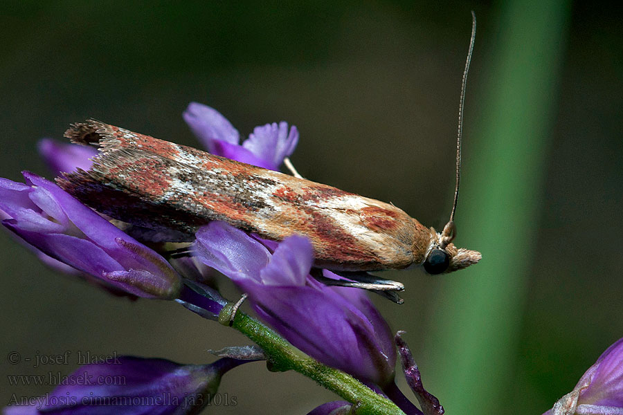 Ancylosis cinnamomella