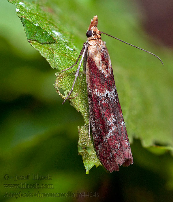 Ancylosis cinnamomella