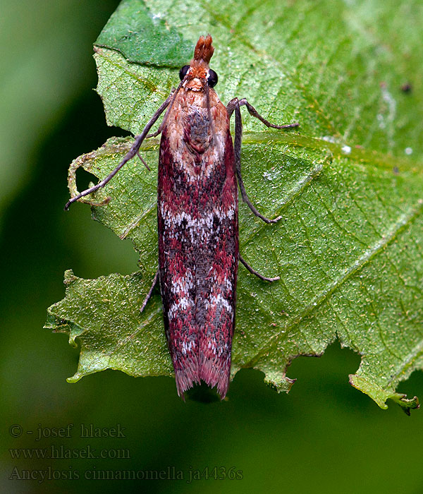 Ancylosis cinnamomella