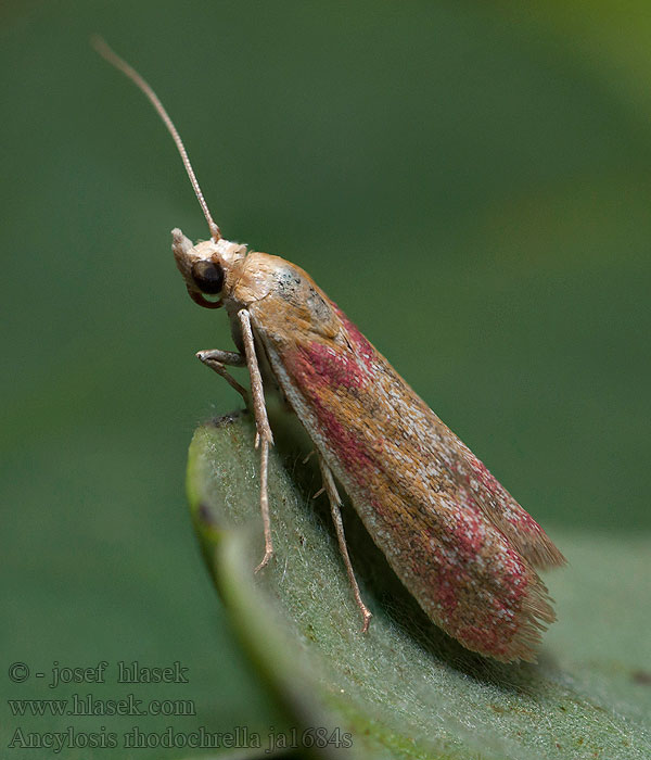 Ancylosis rhodochrella