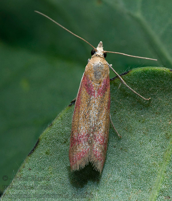 Ancylosis rhodochrella