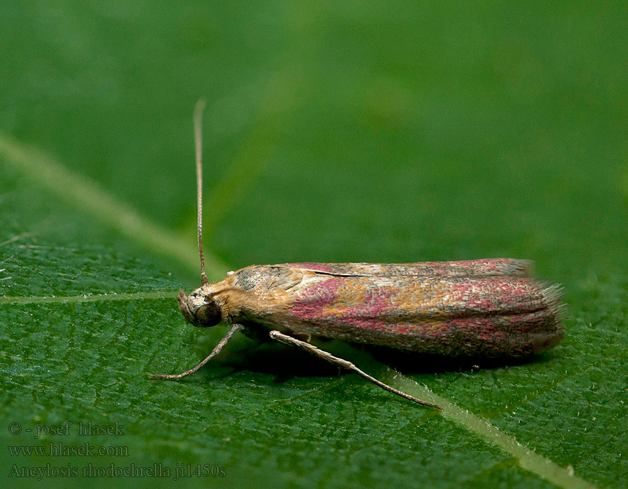 Ancylosis rhodochrella