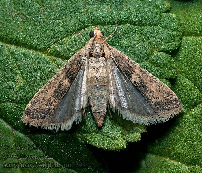 Ancylosis roscidella