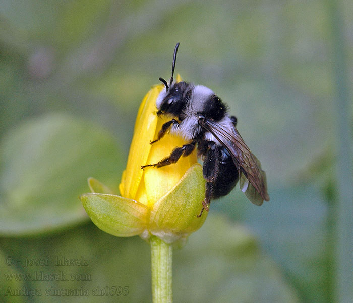 Andrena cineraria Pískorypka popelavá Graue Sandbiene Ashy mining bee Sobersandbi