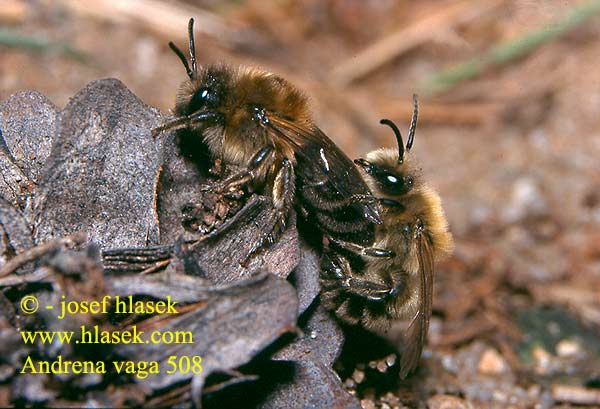 Andrena vaga